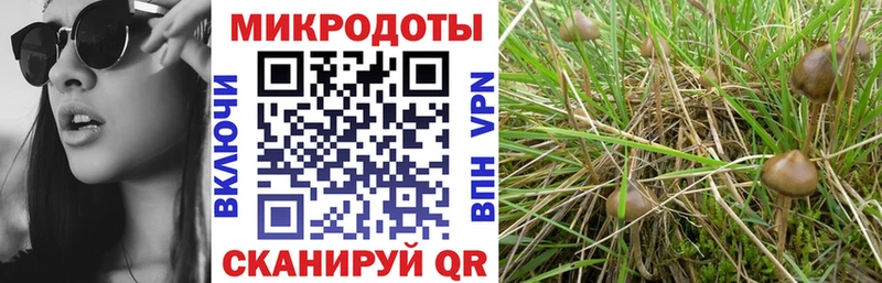 наркотики Карабаш Псилоцибиновые грибы Cubensis